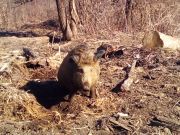 Divlje_svinje_gater_Klanac-2