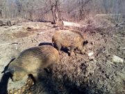 Divlje_svinje_gater_Klanac-5