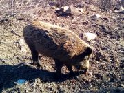 Divlje_svinje_gater_Klanac-6