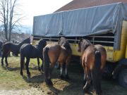 sajam-Cetingrad-2015-19