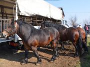 sajam-Cetingrad-2015-20