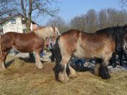 sajam-Cetingrad-2015-29