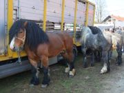 sajam-Cetingrad-2015-31