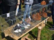 sajam-Cetingrad-2015-34