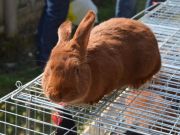 sajam-Cetingrad-2015-36